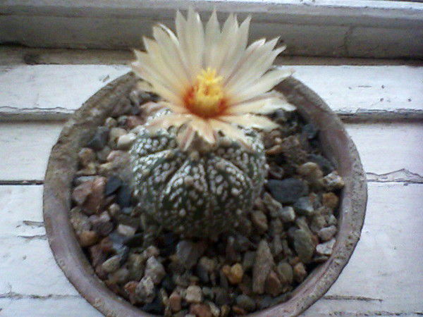 Оксана Будаева