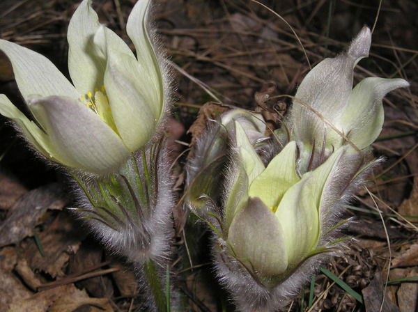 Юлия Федорова