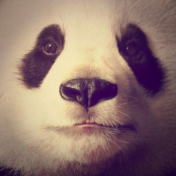 Litlle Panda
