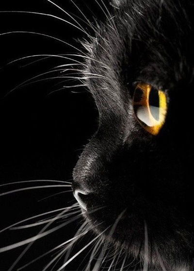 Кристина Горбунова