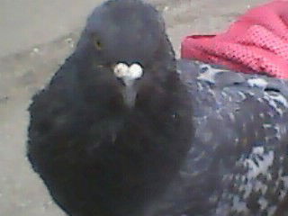 Анна Шитлина