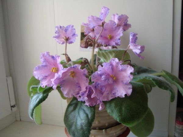 Наталья Акм