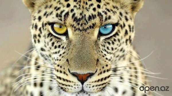 Elizaweta Kulichenko