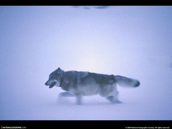 Сергей Карлов