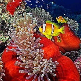 Ирина Иванова