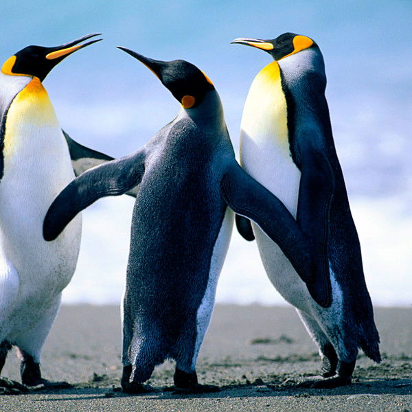 Михаил Кутателадзе