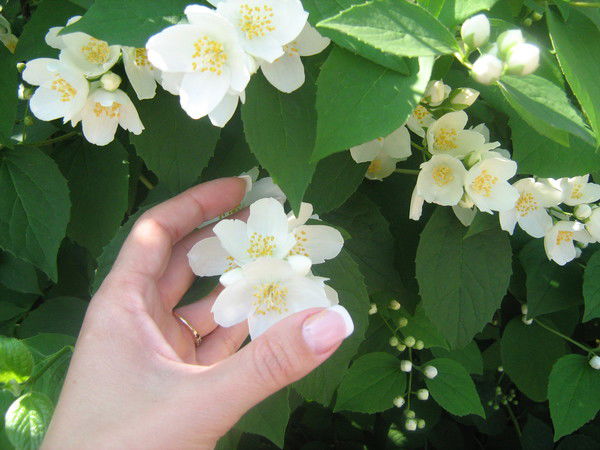 Светлана Белоголовая