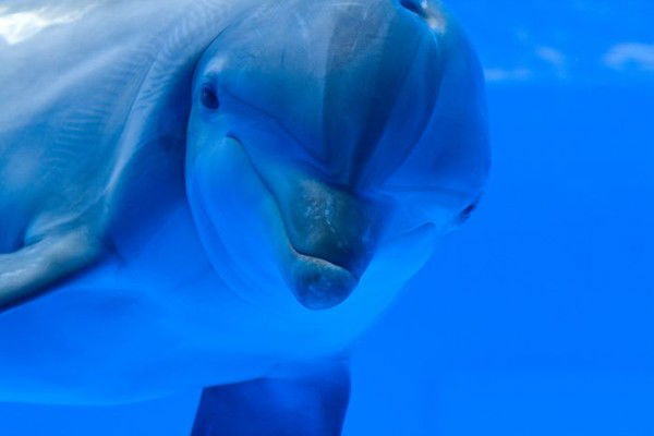 Роман Инфинити