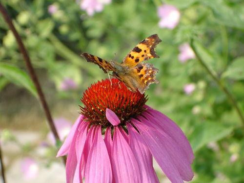 Екатерина Владимировна