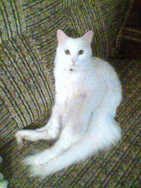 Инна Гапченко