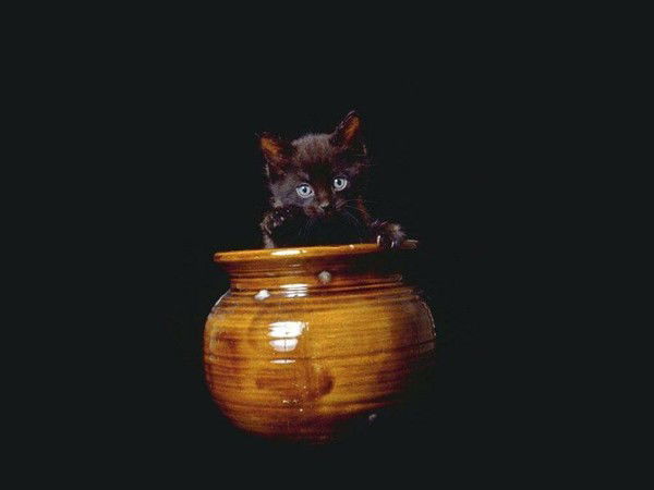 Шахзода Тоирова