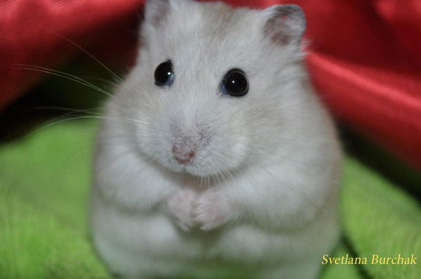 Cвета Бурчак