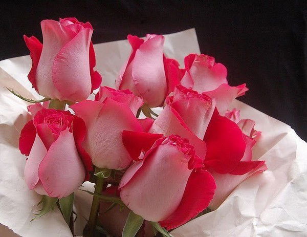 Елена Власова