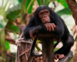 Анатолий Ашкеров