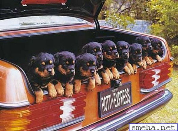 Светлана Шматлай