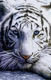 Александр Смирнов