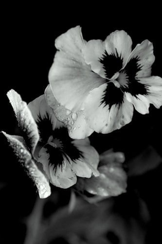 Елена Боярченко