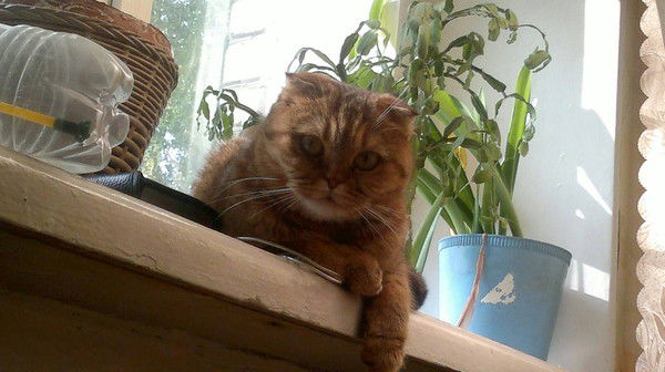 Роман Шутихин