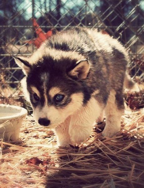 Мария Хохлова