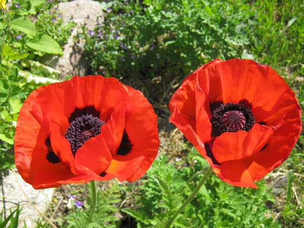 Людмила Солощева