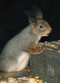 Александр Туманов