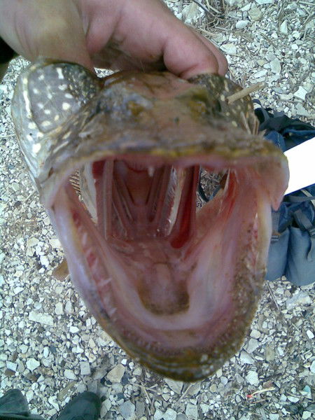 Сергей Данилов