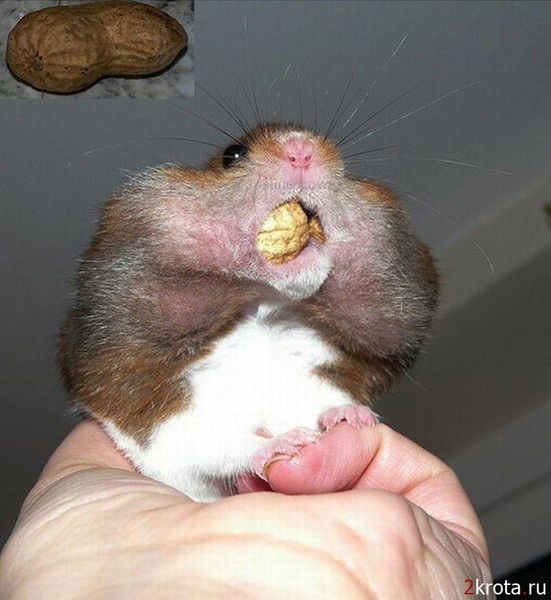 Вика Осипова