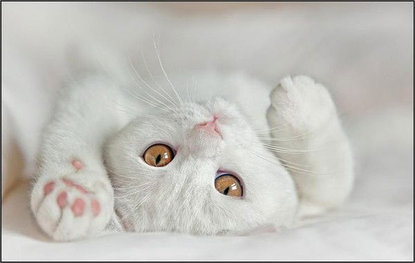 Kotya( ; [Meow-Murrr]