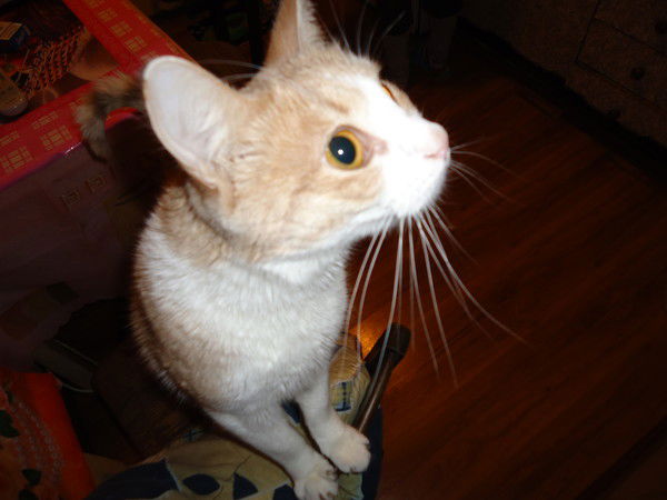 Наталья Грибова