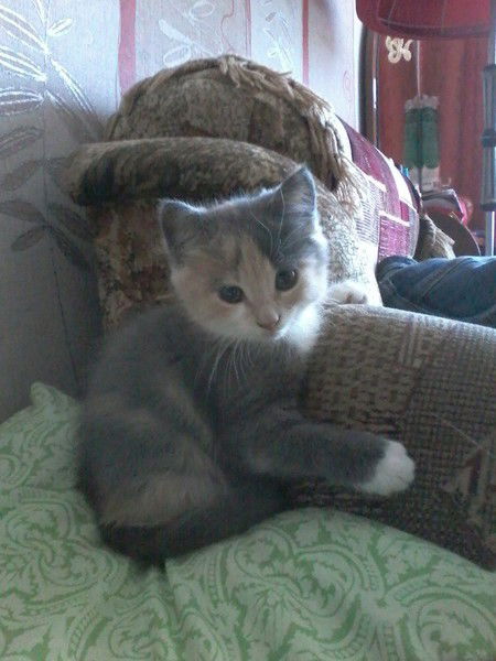 Вован Моисеев