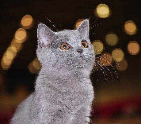 Елена Иванова