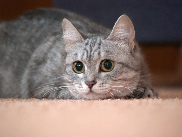 Надежда Просвиркина