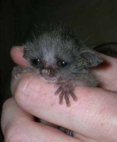 Наталья Определенова