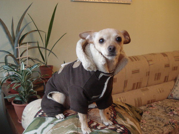 Собачка Говорящая