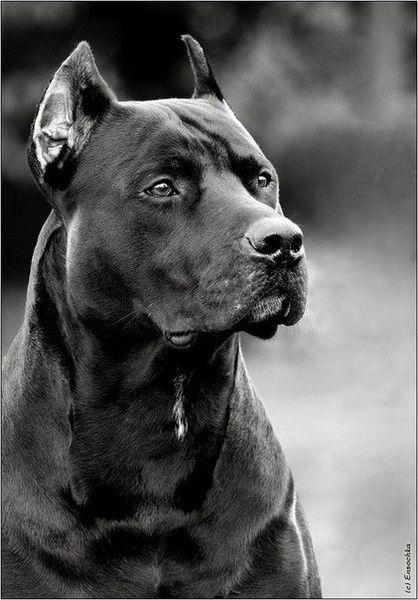 Сергей Малышев