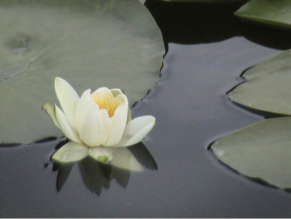 Юля Мандалак