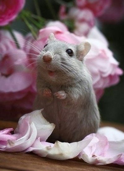 Лидия Сахарова