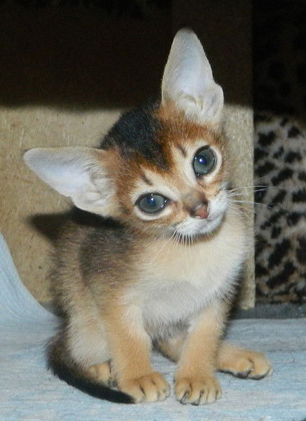 Сергей Спиридонов