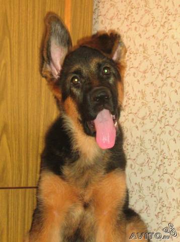 Иван Птицын (L)