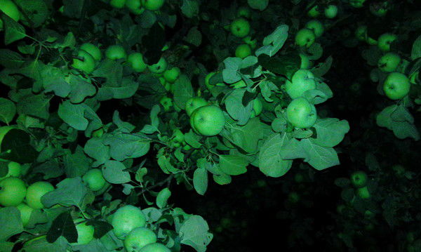 Александр Иванов