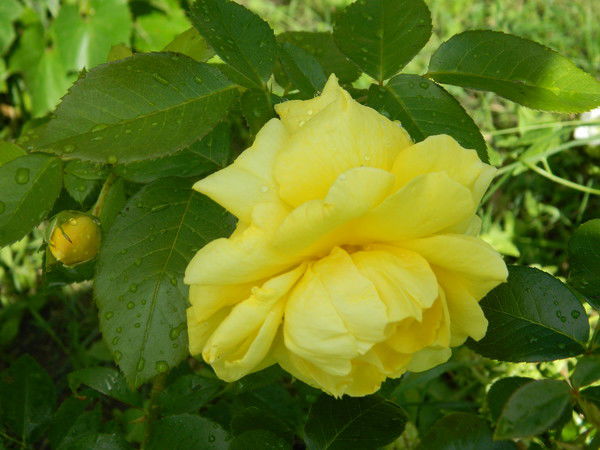 Елена Калитина