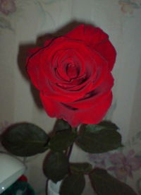 Анжелика Гайсина