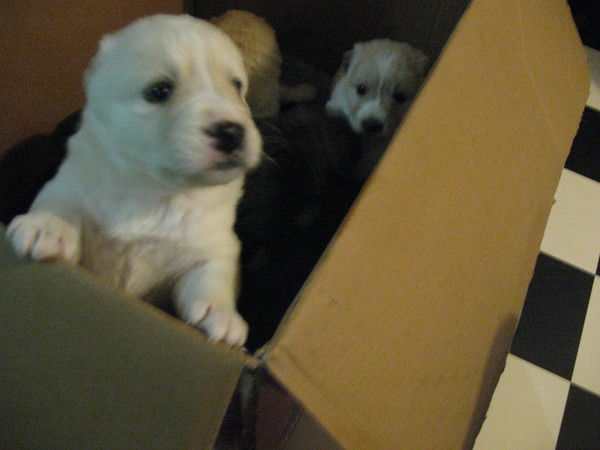 Антон Буркацкий