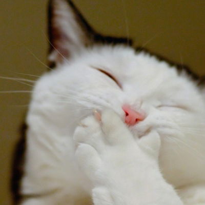 Паша Грибанов