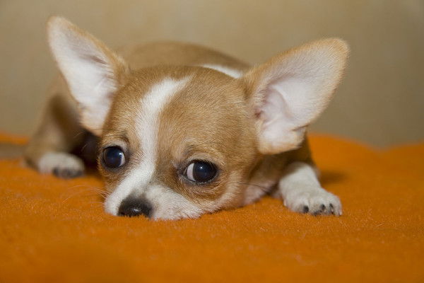 Елизавета Галушко