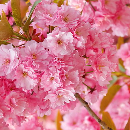 Нагима Тулеева