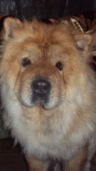 Елена Елисеева