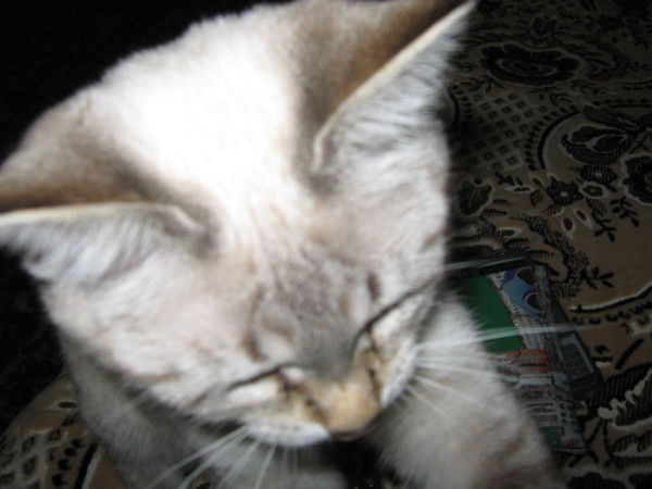 Мария Рассвет