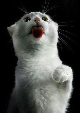 Лариса Филенко