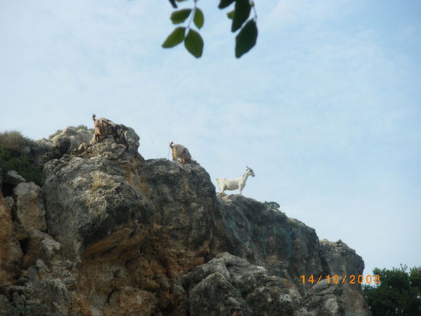 Игорь Панченко